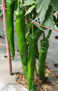 長(cháng)龍99