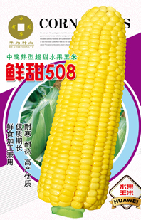 鮮甜508