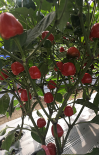 大(dà)果草(cǎo)莓椒——聖櫻草(cǎo)莓椒